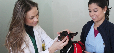 Médica Veterinária com Cão