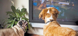 TV para cães estreia na Alemanha
